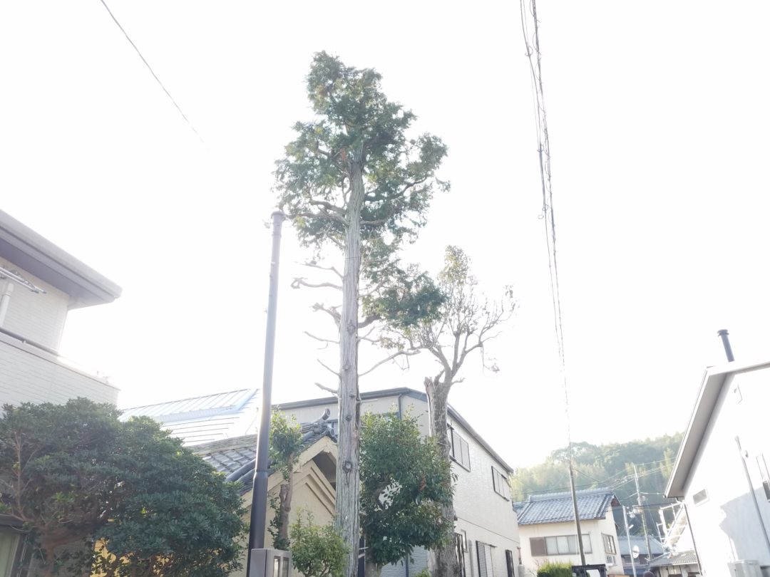 住宅地で屋根を超えるほど大きくなりすぎた庭木:電線にも近く危険な状態
