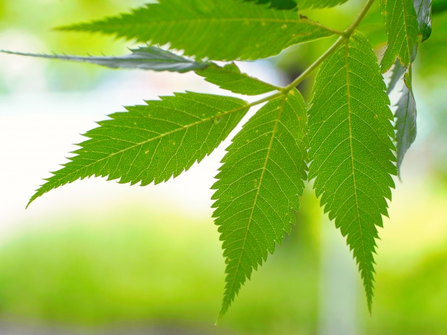 ウルシの葉のアップ写真