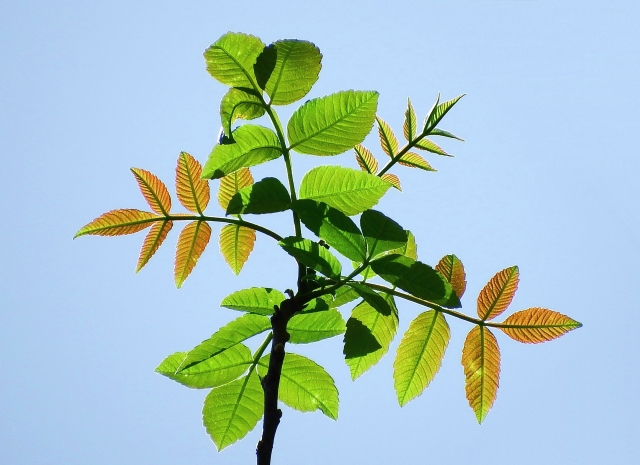 ヌルデの葉(翼のある葉軸と幅広い小葉が特徴)