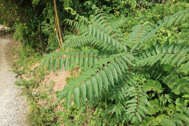 ニワウルシの葉(長い羽状複葉が特徴)