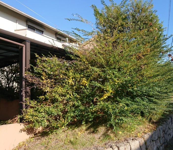 道路側にはみ出し電柱・電線に接近した庭木:越境と感電リスクの実例