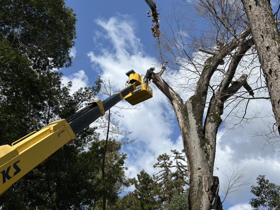 高所作業車を使って安全に高木を伐採する森忠建設造園の職人